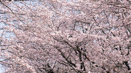満開になった桜並木の枝