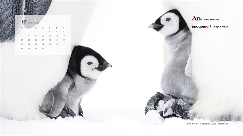 12月 コウテイペンギン