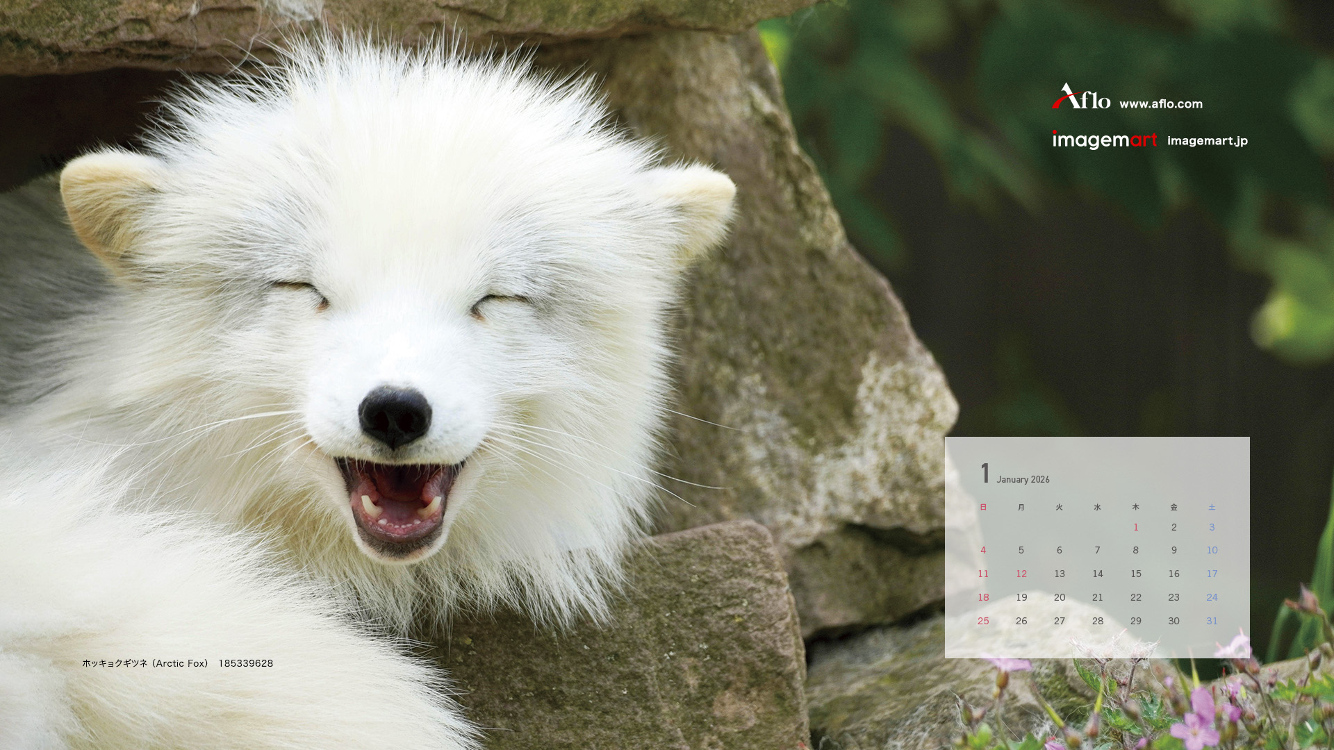 1月 ホッキョクギツネ