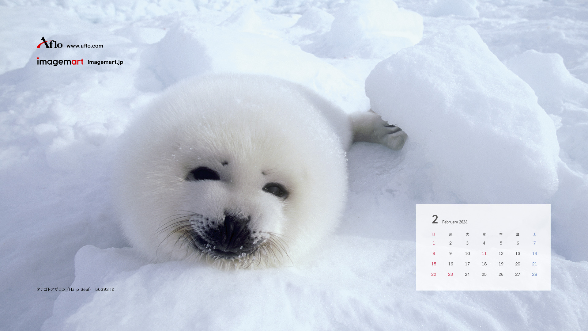 2月　タテゴトアザラシ