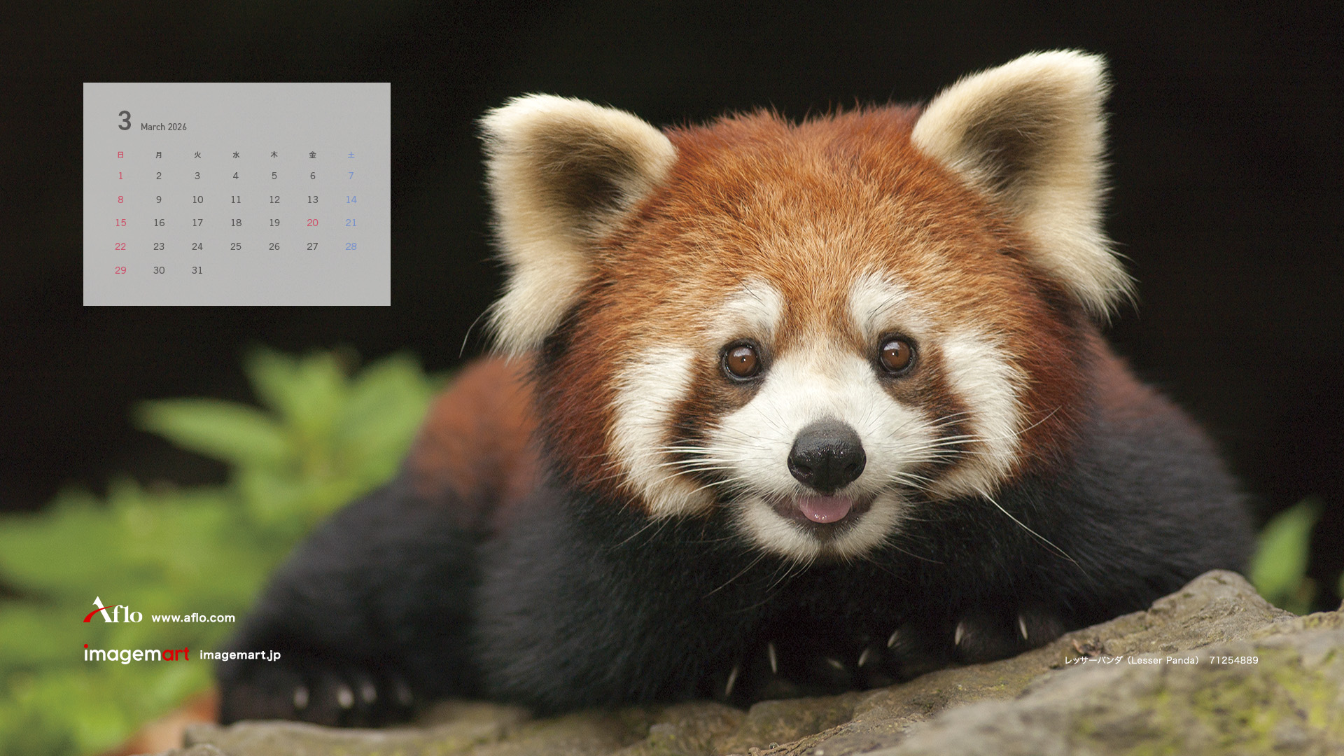 3月　レッサーパンダ