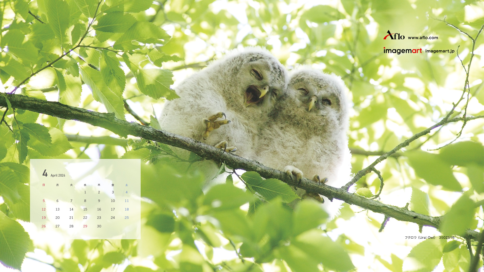 4月　フクロウ