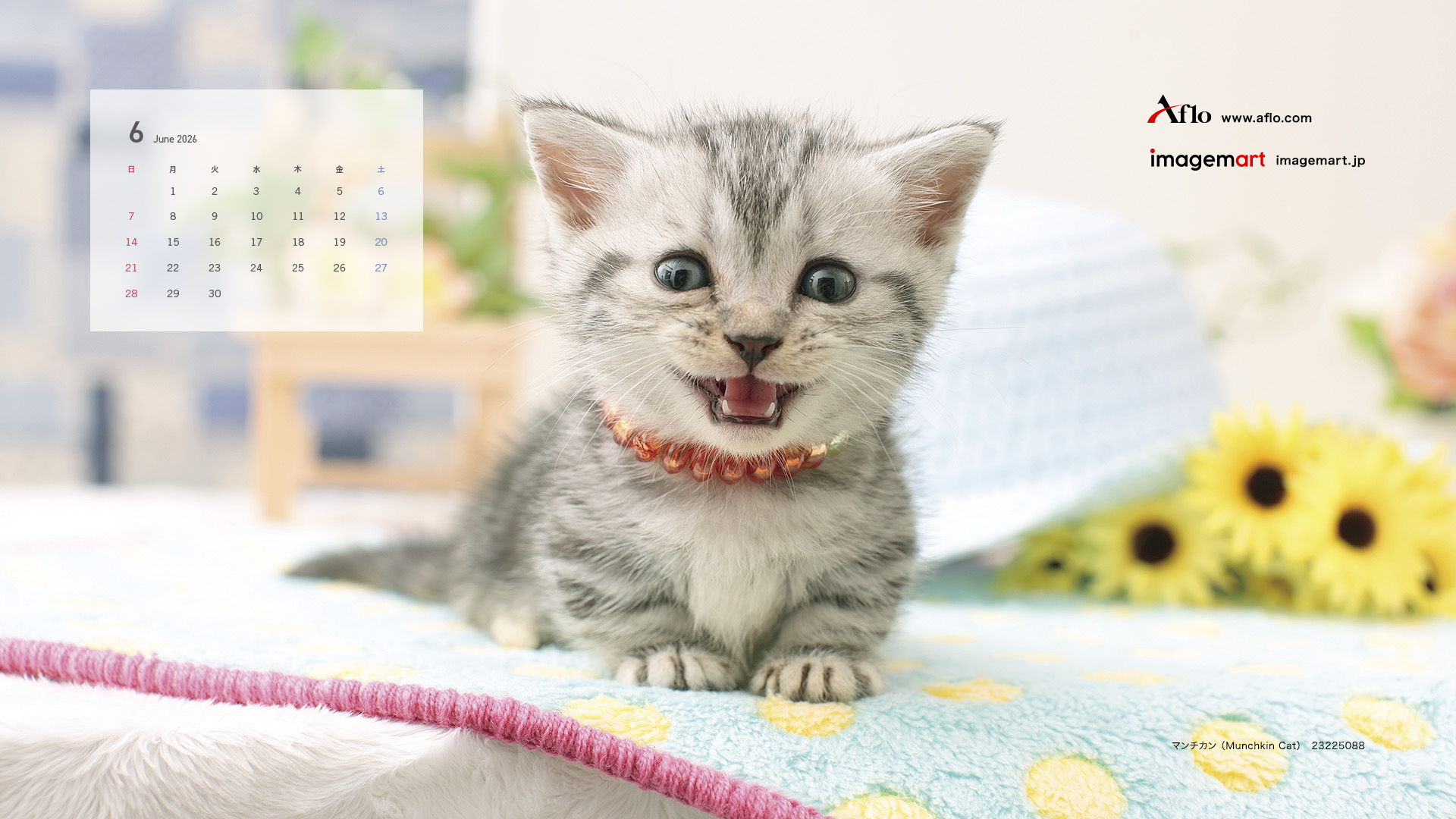 6月　マンチカン