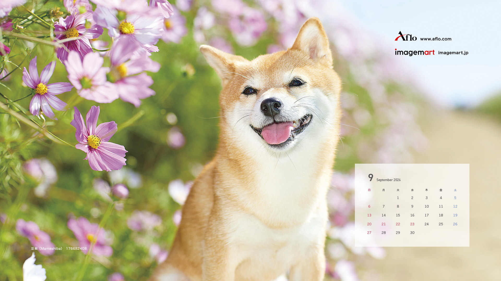 9月　豆柴